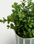Marks & Spencer "Artificial Boxwood Plant in Ceramic Pot"